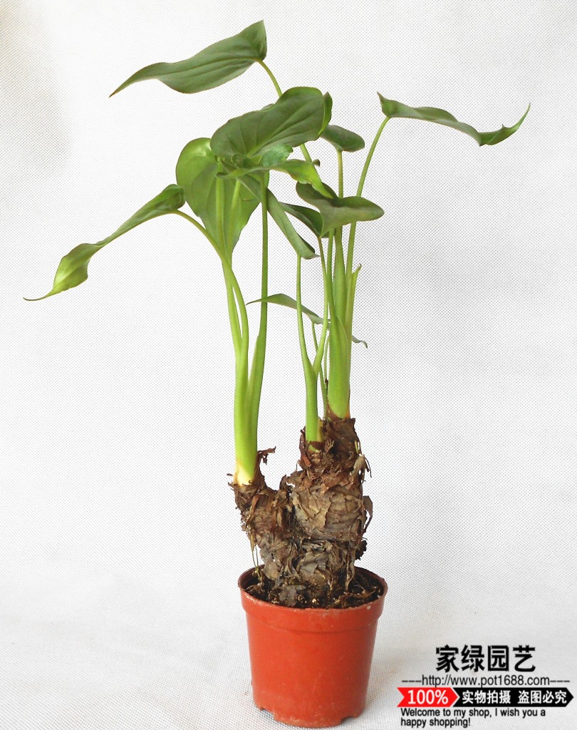 【基地直供】室内盆栽 花卉植物 观赏绿植 海芋 滴水观音