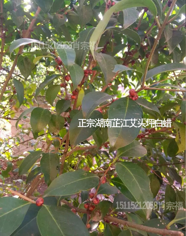 供应湖南芷江艾头坪白蜡之乡虫白蜡 正宗白蜡 介壳虫科昆虫白蜡虫