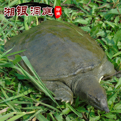 优质供应洞庭湖生态甲鱼,中华鳖,水鱼(3-3.5斤)