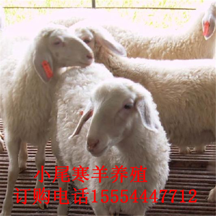 永州养羊基地-纯种小尾寒羊种羊-纯种小尾寒羊