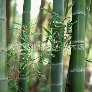 量大质优 批发出售各种小区绿化竹子苗观赏竹类 青竹苗