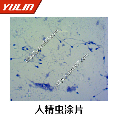 教学仪器_生物生殖切片标本教学仪器实验系无扛豆的种植放法图片