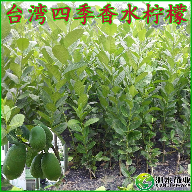 供应四季香水柠檬树苗/广西香水柠檬果苗/香水柠檬种苗/四季结果