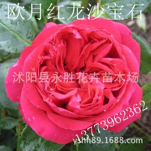 欧洲月季 红色龙沙宝石（Red Eden Rose）（红龙）扦插小苗
