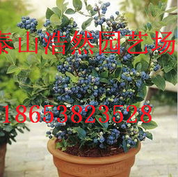 组培蓝莓树苗 当年价格蓝梅树苗 各种规格蓝莓果树苗