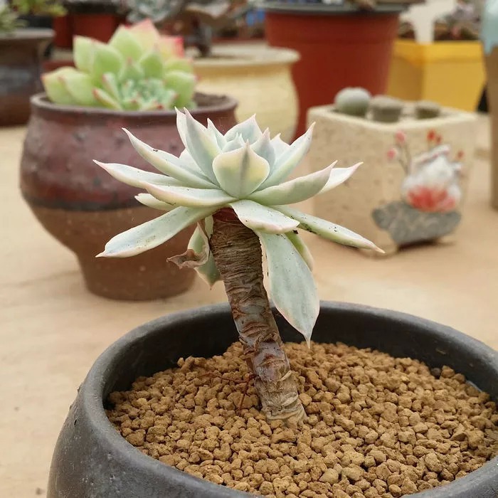 多肉植物 皮氏锦叶片 韩国进口多肉植物微景观盆栽花卉贵货叶片