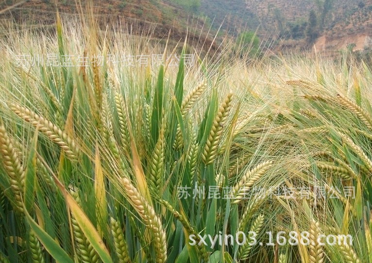 昆蓝农作物酶大麦复合酶大麦种植复合酶大麦增产复合酶