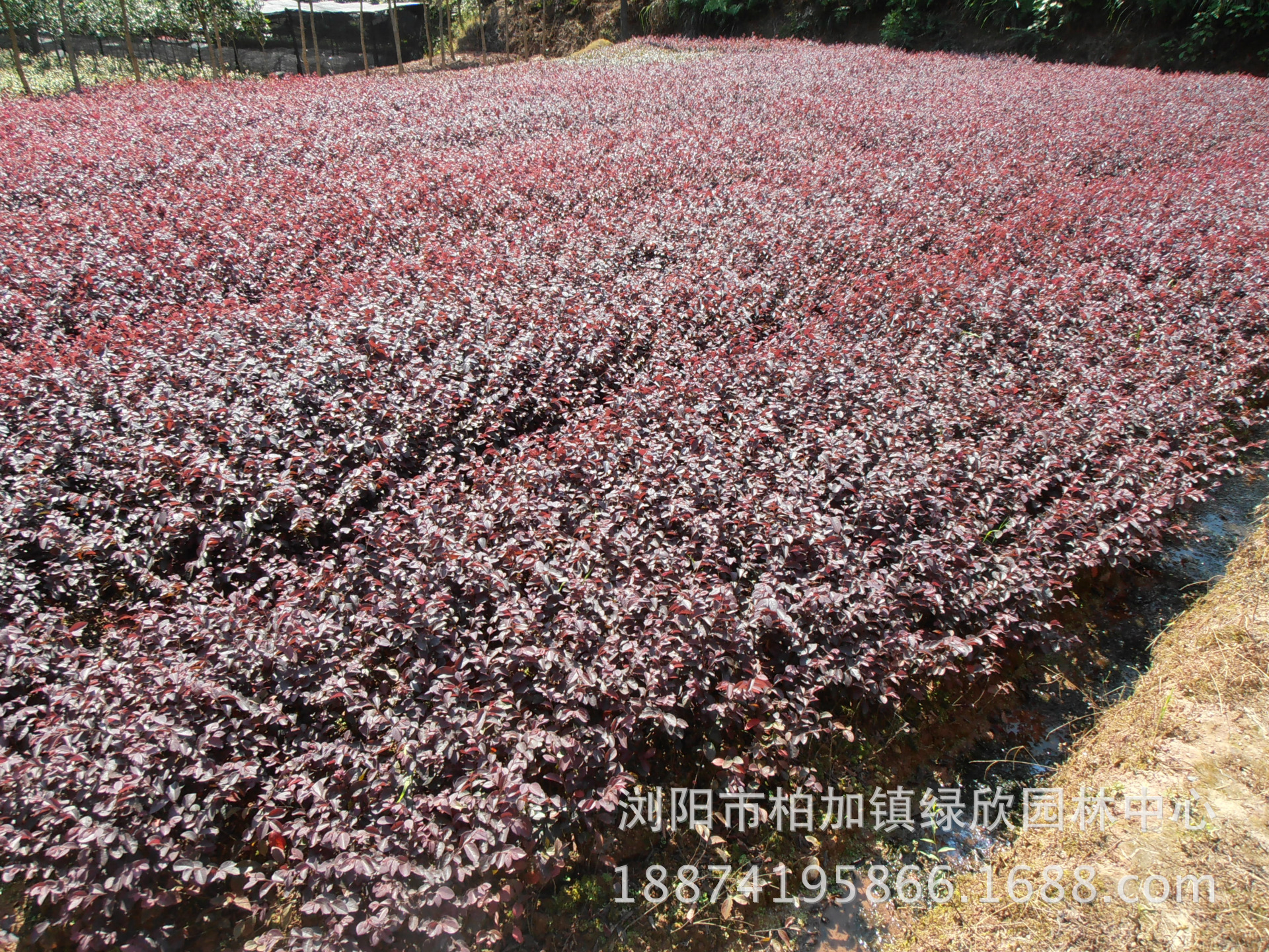 供应高档植物彩色篱笆苗 红花继木小苗 红花檵木 基地批发