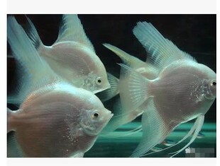 白神仙鱼(淡水鱼苗宠物鱼观赏鱼热带鱼大批发小金 ...