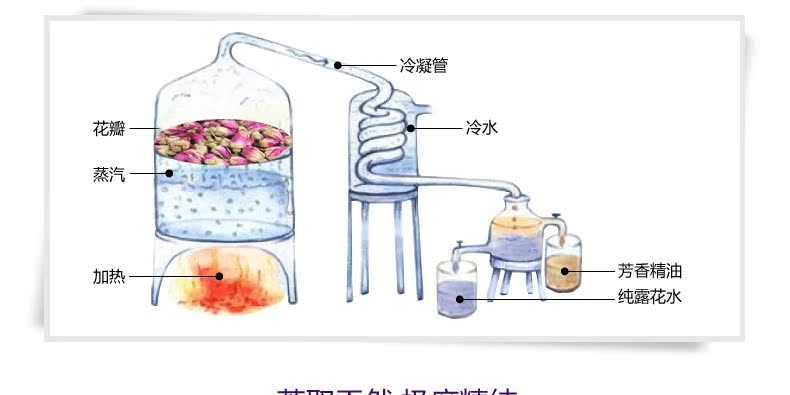 法国玫瑰花 纯露批发*玫瑰进口纯露花水 精油批发