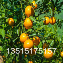【血橙子】血橙子价格\/图片_血橙子批发\/采购
