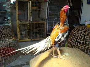楚雄州泰国纯种斗鸡,越南斗鸡养殖场