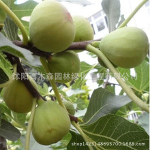 Nhật Bản bán buôn tím cây ăn quả vả trồng ở miền bắc Nam chậu trồng sân ban công đầy đủ thông số kỹ thuật Cây ăn quả