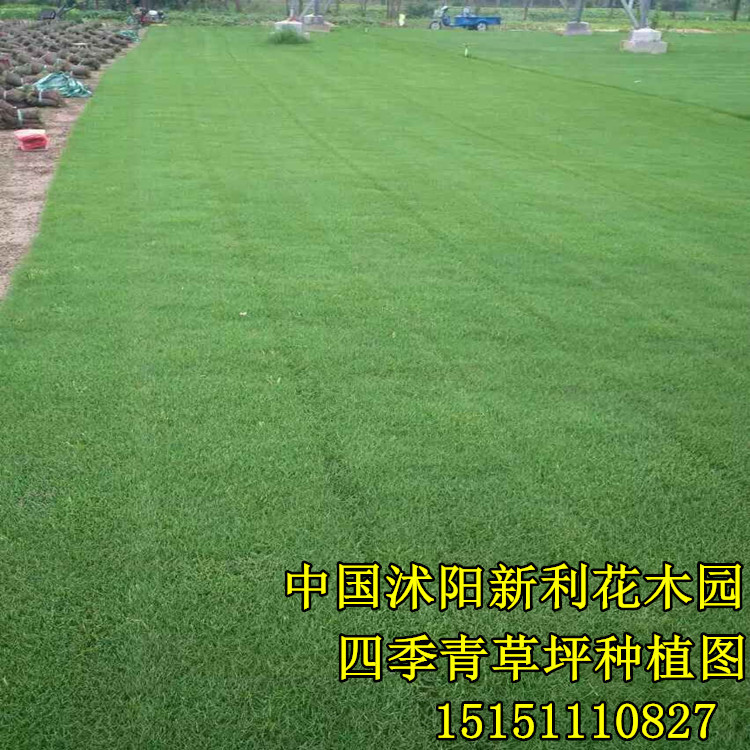 进口高档草籽_高档草坪草籽 巴西地毯草 大叶油草 四