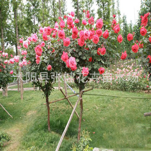 树状月季 月季树玫瑰树 批发月季苗 盆栽花卉 庭院绿化景观树苗