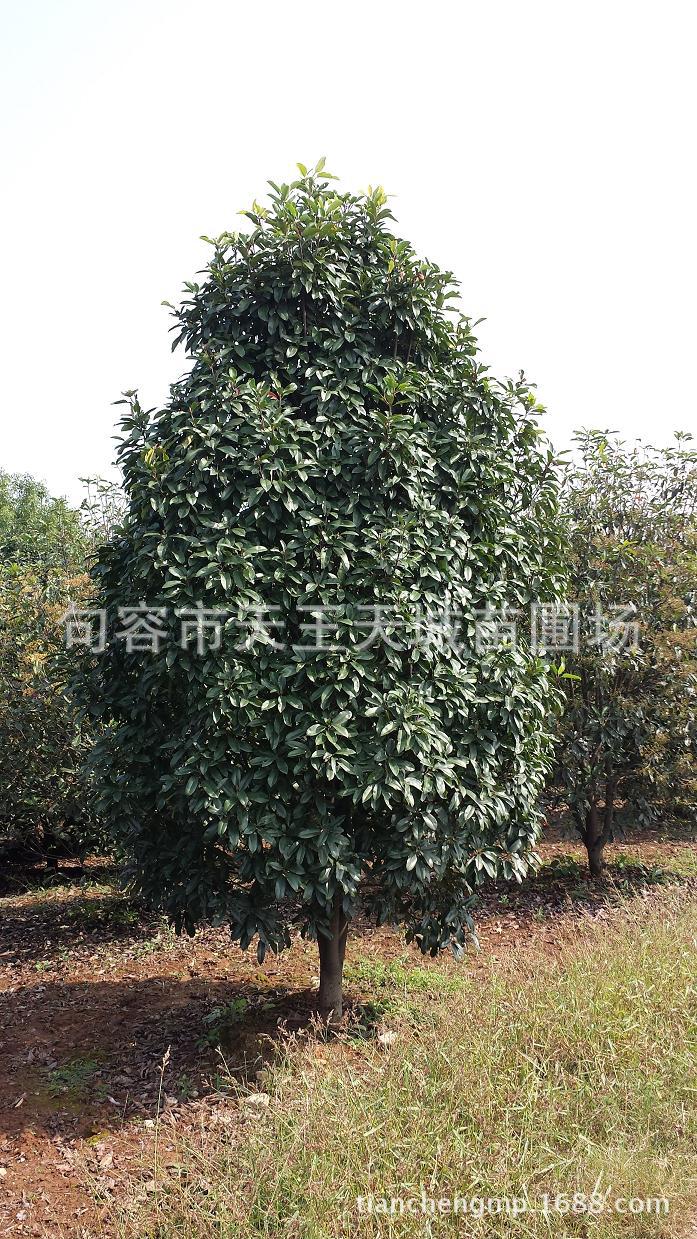 石楠(本石楠/土石楠),丛生,独干