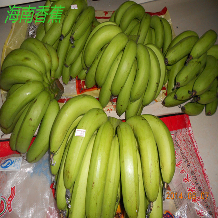 海南香蕉三亚新鲜水果弓蕉产地直发无公害仙人