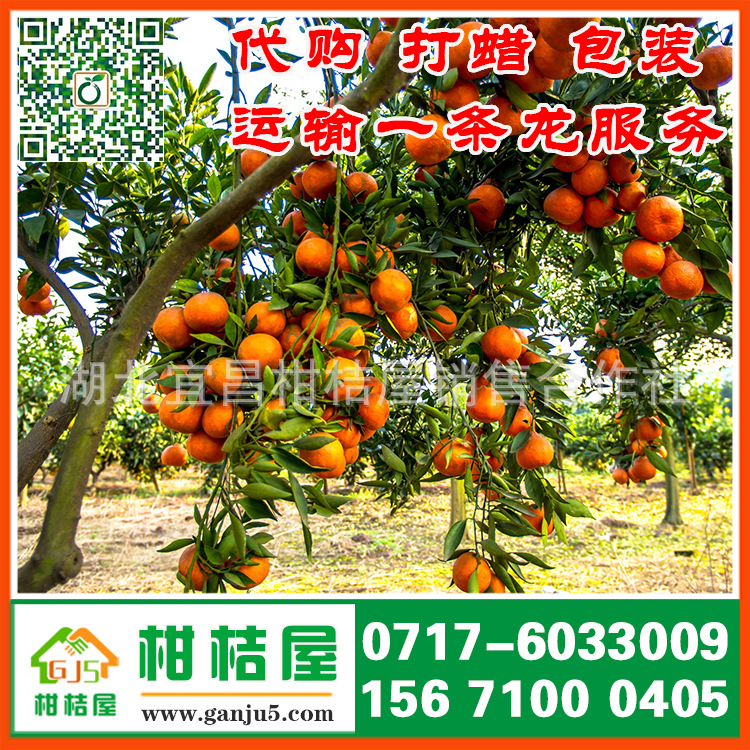 郑州市二七区中熟柑桔产品展示