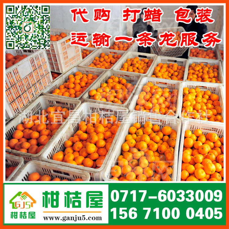 开封市果品批发中熟柑橘产品展示
