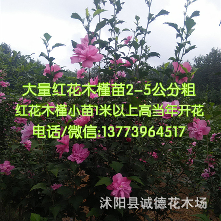 红花木槿花多陈陈