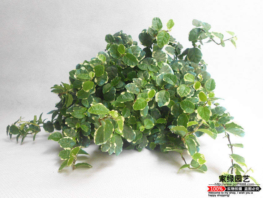 【基地直供】墙体绿化 爬藤植物 观赏盆栽 花叶薜荔