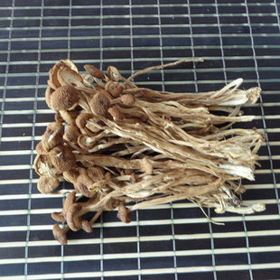 特产干货茶树菇出口级未开伞 翼生源食用菌种植合作社低价批发