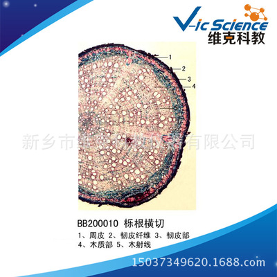 栎根横切 生物切片 植物类装片 根及根的变态 显微镜专用