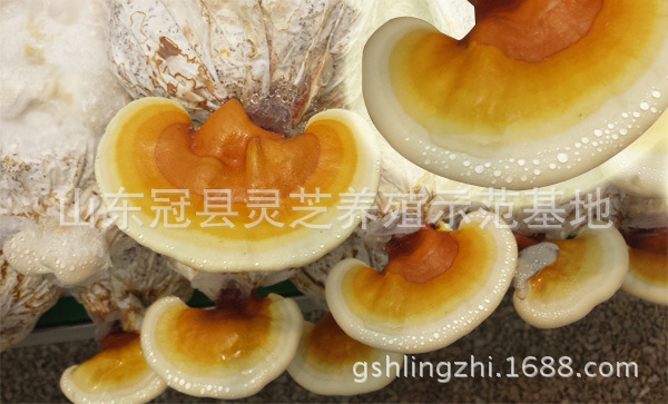20140606134382208220