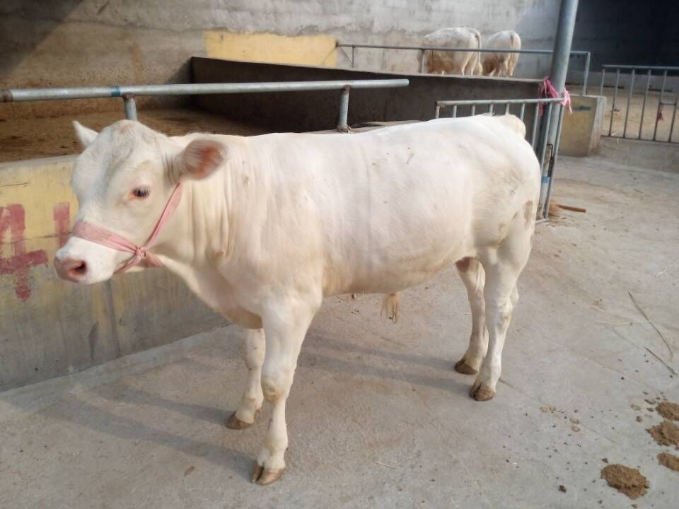 低价批发夏洛莱牛种牛2015年夏洛莱牛种牛价格