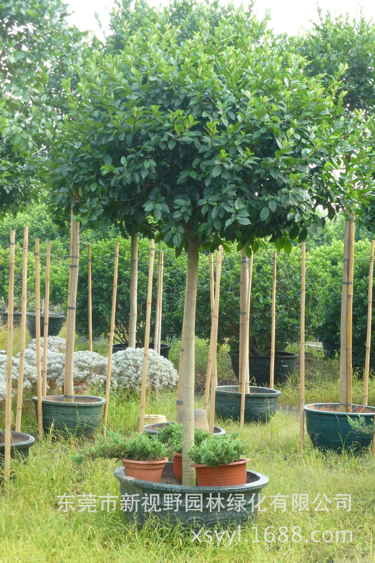 大量供应7公分香蕉味花造型高杆含笑高端嫁接香味苗木