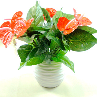 红掌花