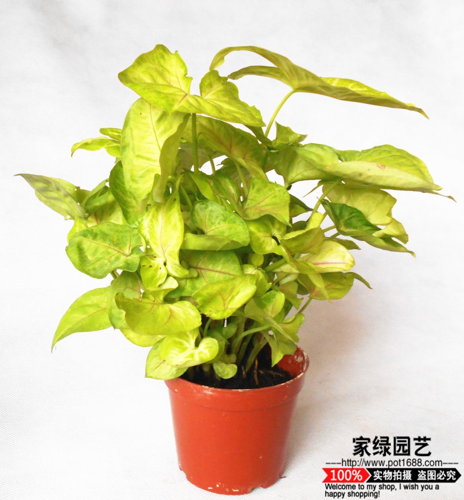 批发墙体绿化植物金童子绿精灵红粉佳人小盆栽花卉 合果芋