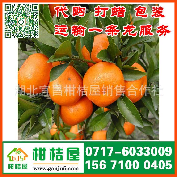 佛山水果批发市场早熟密橘产品展示