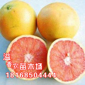 【葡萄柚树】葡萄柚树价格\/图片_葡萄柚树批发
