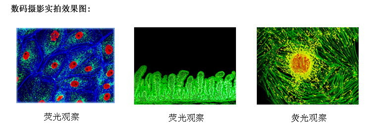 LED落射荧光显微镜L3201彩图6