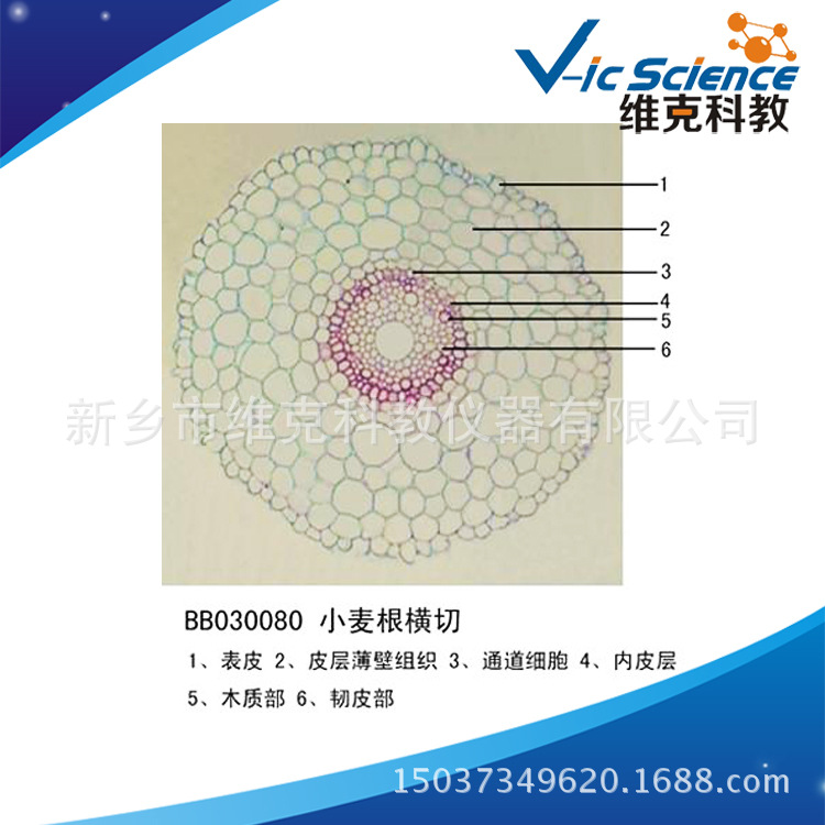 小麦根横切 生物切片 植物类装片 根及根的变态