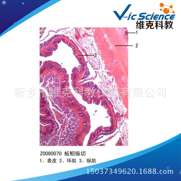 【工厂直供】蚯蚓纵切 环节动物门 动植物切片 显微镜