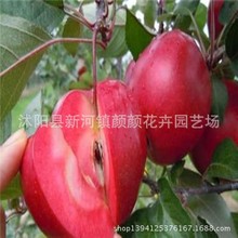 thịt đỏ bán buôn cây giống táo đỏ của cây táo yêu cây ăn quả cây ăn trái trong chậu có thể trồng cây ăn quả Cây ăn quả
