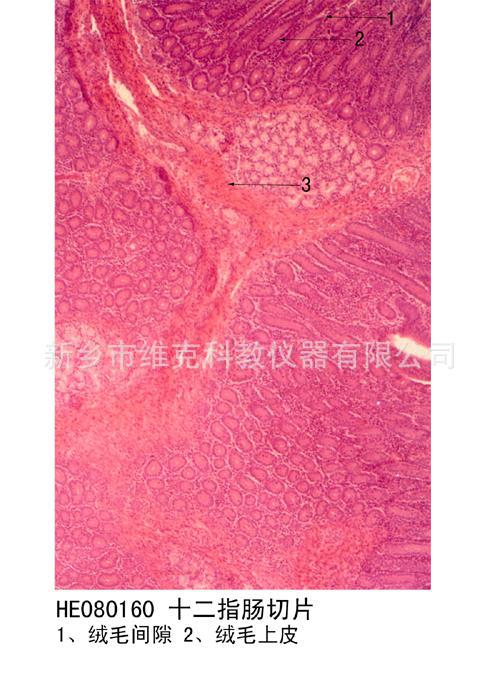 结肠切片 生物切片 组织学与胚胎学 消化系统 显微镜用品