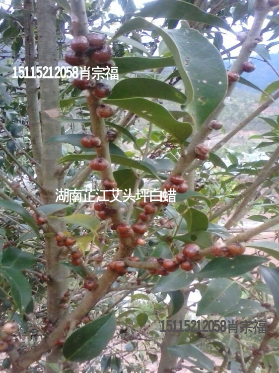 供应湖南芷江艾头坪白蜡之乡虫白蜡 正宗白蜡 介壳虫科昆虫白蜡虫