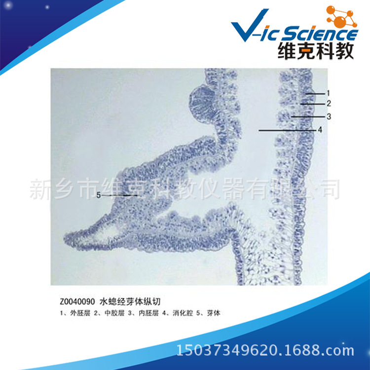 名称: 水螅经芽体纵切 品牌: 维克科教  货号: vic-z0040090 包装