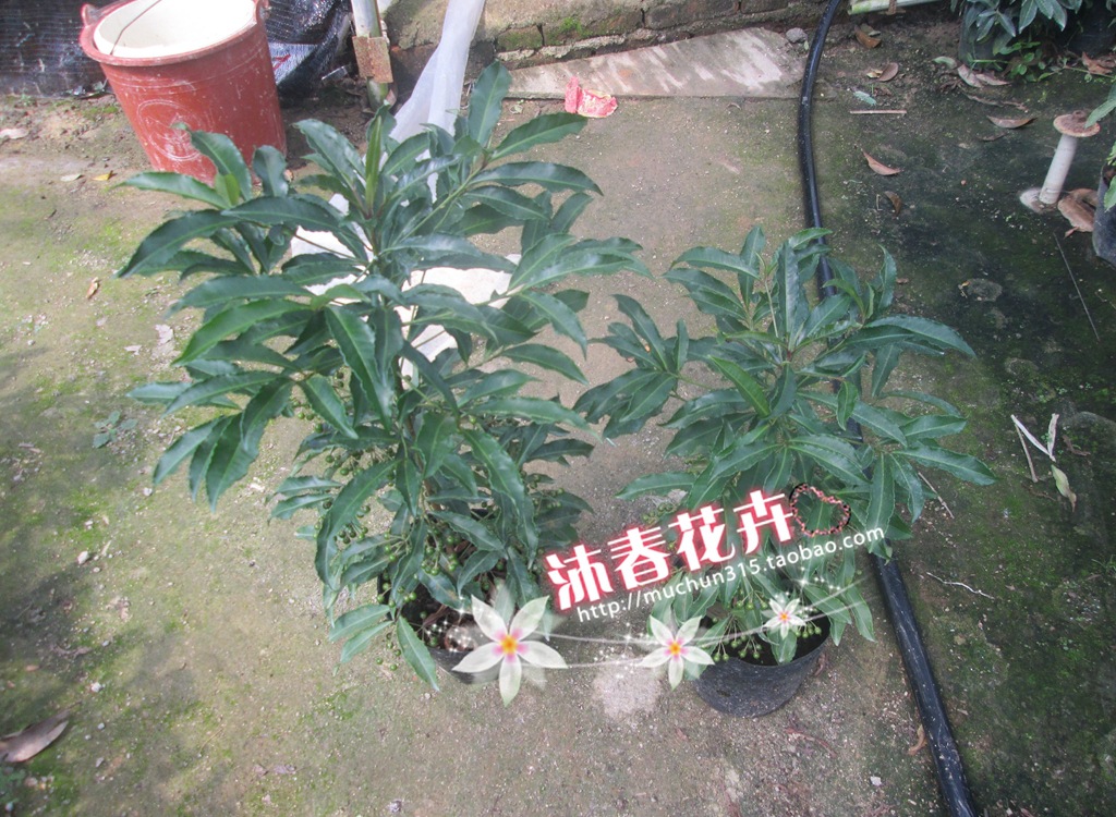 基地花农直销,批发富贵籽小苗,富贵籽,黄金万两,精美室内盆景