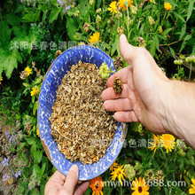 南非万寿菊种子 非洲蓝目菊种子明黄万寿菊 阳台盆栽花卉草花籽