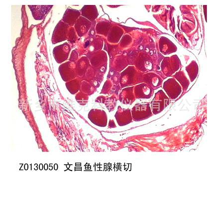 文昌鱼性腺横切 生物切片 脊索动物门 显微镜用