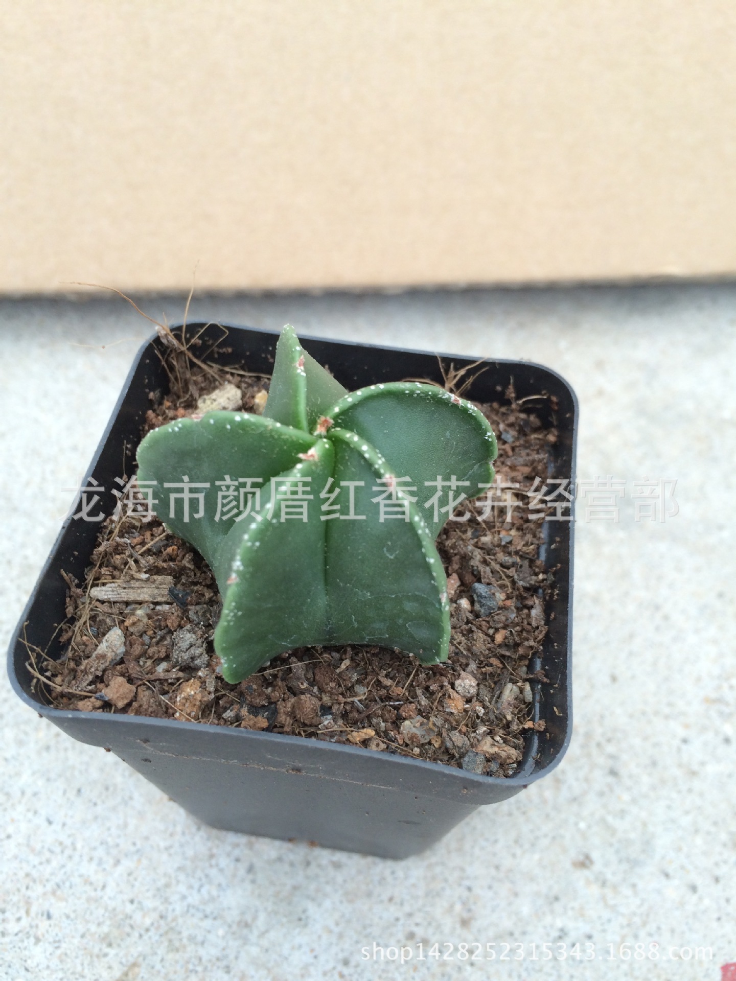 栾凤玉 实生3cm以上 多肉植物批发