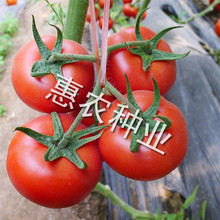 经销批发 西红柿品种利赢 无限生长型 果实硬度好耐储运 欢迎下单