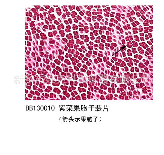 工厂直销 紫菜精子囊装片 红藻门植物 生物切片 显微镜玻片标本
