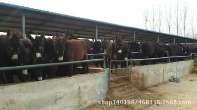 驴-广西柳州市附近的肉驴驹价格-驴尽在阿里巴
