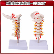 医疗设备_人体骨骼颈动脉模型颈椎模型津堰医
