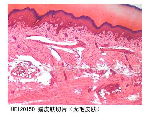 马皮肤切片(有毛皮肤) 生物切片 组织学学 感觉器官 显微镜专用